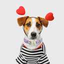 Lionheart glory Valentine Dog Collar-Red Hearts Cute Spring Dog Collar for Medium Dogs Female Male Adjustable Heavy-Duty Puppy Collars Holiday Pet Gift (Medium(Pack of 1))