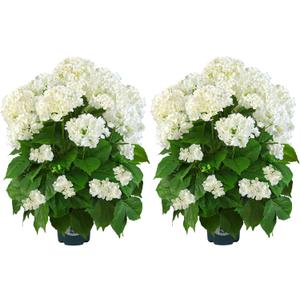 QIANYUN Artificial Hydrangea Tree 29" Tall (Set of 2), Faux White Hydrangea Plant in Pot, Realistic Artificial Plant for Indoor Outdoor Porch, Patio, Balcony Decor