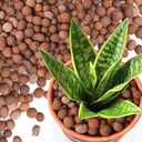 T4U Leca Clay Pebbles for Plants, 1.5qt 10-20 mm Clay Balls for Indoor Plants, Natural Clay Pebbles for Orchid Potting Mix, Hydroponic, Leca Pots, Plant Drainage, Garden Soil