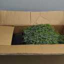 2 Sets Artificial Rosemary Topiary Ball Trees for Front Door - UV Resistant Faux Outdoor Rosemary Bushes, Fake Spring/Summer Greenery Potted Plants for Farmhouse Garden Porch Outside Decor