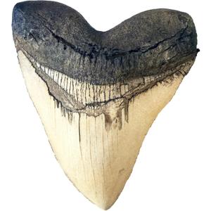 Megalodon Giant Shark Tooth (White)