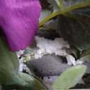 DILATATA Flower Arrangement with Wooden Vase 10" Artificial Flowers in Pot  Fake Flowers in White Rectangular Wooden Vase Potted Faux Flower Centerpieces for Table Decor Living Room  Purple