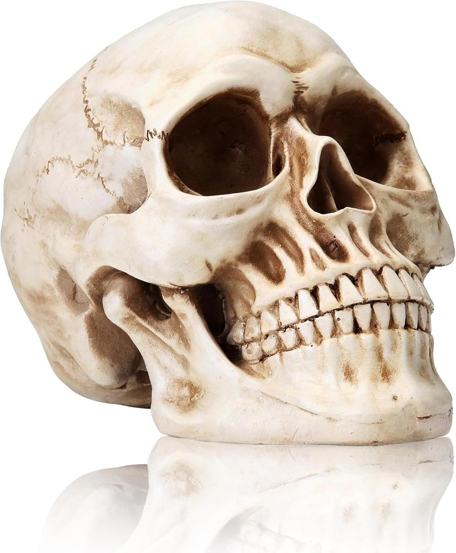 KatchOn, Life Size Human Skull Model 1:1 - Realistic Halloween Human Skull Replica Model | Resin Skull Head Props for Outdoor Halloween Decorations for Home | Skull Decorations Indoor