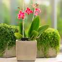 Frcctre 200 Pack 16 Inches Bamboo Plant Stakes, Bamboo Plant Sticks with 200 Pcs 4" Wires, Plants Garden Sticks Wooden Sign Posting Garden Support for Tomatoes, Floral, Potted Plants, Crafts