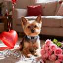 Lionet Paws Valentine's Day Dog Collars - Black Hearts White Dogs Collar with Plastic Buckle andHeart Pendant,Dog Collar for Medium Large Dogs