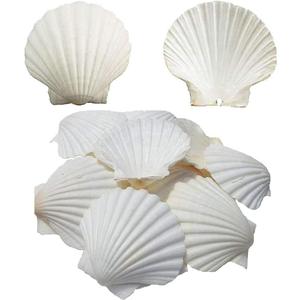 SEAJIAYI 6PCS Scallop Shells for Serving Food,Baking Shells Large Natural White Scallops from Sea Beach for DIY Craft Decor 4-5 Inches