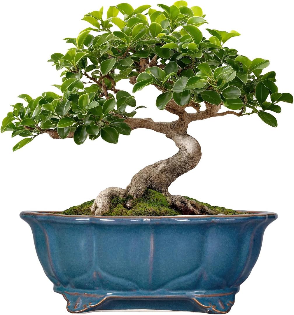 Bonsai Tree Pot - 11 Inch Ceramic Succulent Pots, Bonsai Planter for Indoor Outdoor, Decorative Plant Pot with Drainage Hole, Oval Flower Pot, Home Garden Decor, Garden Gifts, Retro Blue