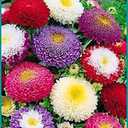 6 x 100+ Seeds Aster Suprime Mix - Flower Multicolor