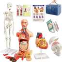 EVOTECH SCIENTIFIC Human Body, Skeleton, Heart, Half Size Skull with Brain Models-Best Anatomy Model Bundle Set of 4 Hands-on 3D Model Study Tools for Medical Student Teacher