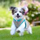 2 x ALL FOR PAWS Cooling Vest Dog Cooling Shirts Breathable Instant Cooling Dogs Vest Lightweight for Summer Dog Clothes (S)