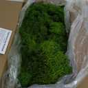Preserved Reindeer Moss Natural Green DIY Kit Gardenning Art Wall Decor Florist Decor Easter Table Decor Wedding (0.85 lb, Green-02)