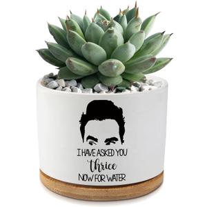 I Have Asked You Thrice Now for Water Ceramic Succulent Planter Pot with Drainage,Funny Plants Pots Schitts Merchandise Gifts,for Women Mom Plant Lovers Gifts,3.5 inch(Plant Not Included)