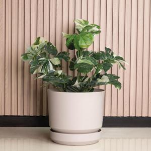 Elly Dcor 12 inch Plastic Cylinder Planter Pot with Self-Watering Saucer and Drainage Hole,Lightweight & Extremely Durable, 12"x 12", Ivory