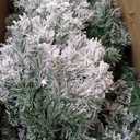 HOLLO STAR 7.5 ft Flocked Prelit Christmas Tree with 503 LED Lights, App Control, Artificial Christmas Tree, Multi-Color RGBW Lights, 1355 Branch Tips, Snow Xmas Tree, for Home, Party