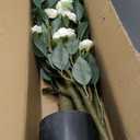 Faux Camellia Flower Tree 7ft(82in) Artificial Floor Plant for Indoor Decor Realistic Greenery Potted Tree with White Blooming Flowers and Natural Wood Trunk for Home Living Room,Office,Porch Decor (6ft)