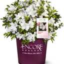Perfect Plants Autumn Ivory Encore Azalea, 1 Gallon, Live Plant