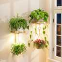 iDavosic.ly Wall Plant Holder with Grow Lights Set of 2 for Indoor Outdoor, Metal Hanger with 2 Hooks, Floating Flower Display Stand for Window, Space Saving & Easy to Assemble (Pots Not Included), Gold
