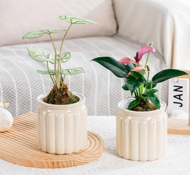 2PCS Self Watering Planters 4.5 Inch Self Watering Pots for Indoor Plants, African Violet Pots with Wick Rope, Flowers, Succulents, Herb, House Plants