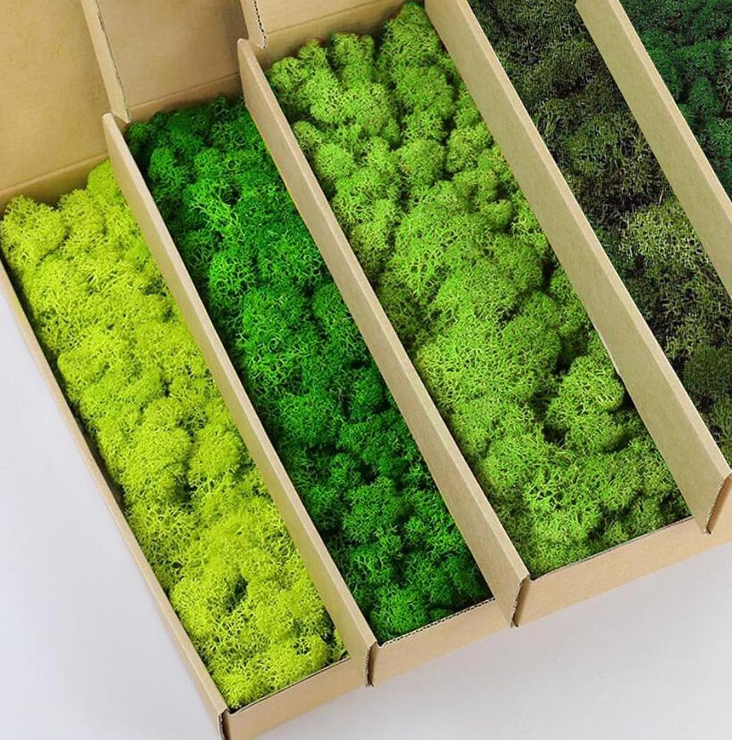 Preserved Reindeer Moss Natural Green DIY Kit Gardenning Art Wall Decor Florist Decor Easter Table Decor Wedding (1 lb, Color Mix-Green-(01+02+03+06+12))