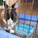 2 x 3 PCS Rabbit Feeder Waterer, Chicken Feeder Guinea Pig Food Bowl Hanging 15 oz Food Water Hanging Watering Container Feeding Dish Coop Cup Treats Drinker for Bird Bath Basin Hamster Bed