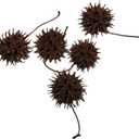 Sweet Gum Tree Seed Pods All Natural Bioactive Ball Accessories for Isopods, Reptiles, Amphibians, and Shrimp (Pack of 5) 2 OZ