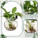 Baderke 6 Sets of Plastic Wall Planters for Indoor Plants Plant Propagation Station Hanging Planter Propagation Vases with Flower Pot Holder Ring for Artificial Wall Plants Indoor Outdoor Decor