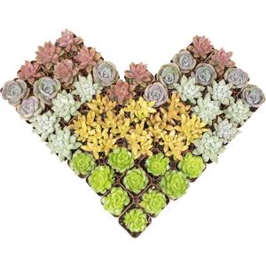 Altman Plants  Surtido De Suculentas Pequeas Reales Para Bodas, 2"
