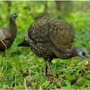 Avian X LCD Feeder Hen Turkey Decoy