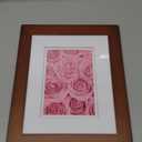 Gallery Solutions - 8"x10" Flat Walnut Frame - Rectangular Tabletop or Wall Mount - For 5"x7" Pictures - Premium Walnut Wood with Double White Mat - Versatile-Elegant For Home or Office Dcor - Traditional Photo Frame
