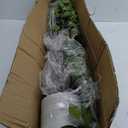 2Packs 5FT Artificial Ficus Trees with Realistic Leaves and Natural Trunk, Faux Ficus Tree with Sturdy Plastic Nursery Pot, Fake Ficus Tree for Office Home Farmhouse for Indoor Outdoor Decor