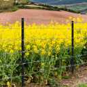 FOREHOGAR Metal Fence Post 4 Feet Black, Pack of 15, T Post for Wire Fence, No Dig Steel U Post Fencing for Lawn Garden Wire Mesh Fence Poles Sign Outdoor Light Duty