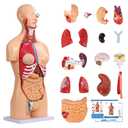 Dual-Sex Human Body Model 33.4", 32 Part Removable Human Torso Anatomy Model with Heart Brain Visceral Organ Muscular Layers Bone Vessels Includes Manual for Medical Scientific Education