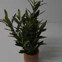 Indoor Fake Olive Plant - 12 inch Faux Silk Olive Plant with Realistic Trunk and Lifelike Fruits in Black Rustic Planter - Perfect for Home and Office Decor