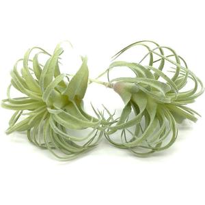 2 PCS Artificial Succulents Plants Real Touch Lifelike Succulants Plants Faux Greenery Plants Garden DIY Home Office Decoration Ornament (Flocking Air Plant)