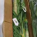 Artificial Plant 4ft Golden Cane Palm Tree UV Resistant 2 Pack JZL-4-2 Keeplush