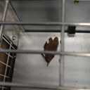 Squirrel Trap Live Animal Humane Cage Trap Catch Rats, Mice, Chipmunk, Weasel and Other Rodents for Indoor and Outdoor