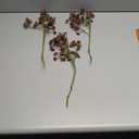 3 Pcs Plum Faux Berry Stems Artificial Dusty Sedum Berry Stems Picks Branches Faux Spray for DIY Holiday Farmhouse Home Mantel Harvest Decorations (16 Inch)