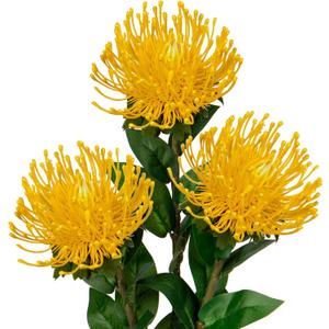 Hollyone 3Pcs Yellow Artificial Flowers Mums Spider Mum Flower 28.3'' Long Stem Fake Chrysanthemum Flowers Leucospermum Cordifolium Arrangement Faux Pincushion Flowers Bouquet for Office Home Decor