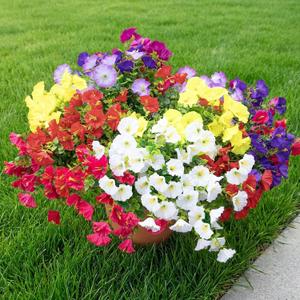 CLEANGOR 14 Pcs Artificial Petunias for Outdoors, UV Resistant Artificial Outdoor Plants, Faux Petunias for Outdoor Planters, for Spring Summer Garden, Front Door, Window Box, Home Decor (7 Color)