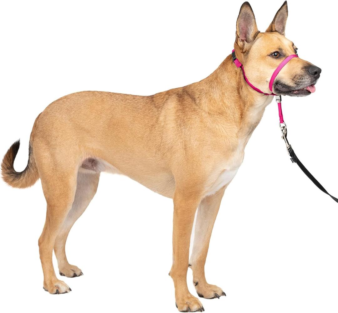 PetSafe Gentle Leader Headcollar No-Pull Dog Collar - Helps Improve Walks - Durable Nylon Construction - Padded Nose Loop - Adjustable Fit - Comfort Walking Halter - Medium, Raspberry Pink (Medium (Pack of 1))