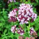 800+ Seeds Oregano - Herb Green