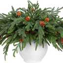 RICHMYC Christmas Branches Norfolk Pine Stems 17.7 Inch 12 Pcs, Artificial Cedar Pine Stems Faux Greenery Pine Picks for Vase DIY Garland Wreath Home Decoration