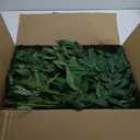 Artificial Italian Ruscus Greenery Stems, Faux Green Leaf Garland Branches Hanging Greenery Spray for Wedding Bouquet Arch Table Centerpiece Home Decor (Green-10 Pack)