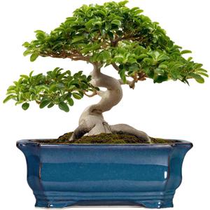 Bonsai Tree Pot - 13.7 Inch Large Ceramic Succulent Planter for Indoor Outdoor, Rectangle Plant Pot with Drainage Hole, Decorative Flower Pots, Home Decor, Gifts for Plant Lovers, Retro Blue