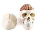 QWORK Human Skull and Brain Anatomy Model, 11 Parts, Life Size, Numbered, Anatomically Accurate, for Science Medical Teaching Learning