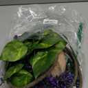 4 PCS Crested Gecko Coconut Hide Natural Lizard Coco Hut Reptile Hanging Nest Flexible Vine Habitat Decoration Bearded Dragon Terrarium Accessories for Tortoise Chameleon Snake Spider