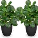 14.5" Artificial Plants Indoor Home Decor, Fake Potted Silk Plants for Shelves Living Room Decor, Small Artificial Office Desk Plants in Pots, Faux Peperomia Hope Tropical House Plant, Sets of 2
