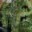 National Tree Company 9 ft Pre-lit Artificial Christmas Tree, Dunhill Fir, 800 Clear Lights, 2,100 Tips, Slim Profile, Includes Stand, Green