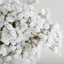 Ling's moment Artificial Baby's Breath, 18pcs Gypsophila Greenery Spray White Flowers for Wedding Bouquet/Centerpieces/boutonnieres/Corsage and Floral Arrangements