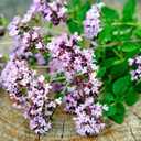 8 x 800+ Seeds Oregano - Herb Green